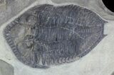 Rare Odontocephalus - Exceptional Specimen #58726-1